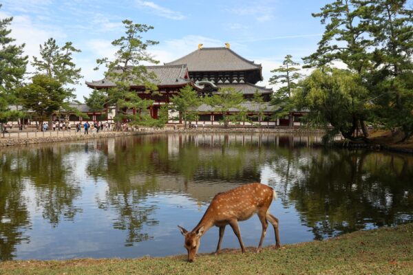 Half-Day Guided Tour in Nara